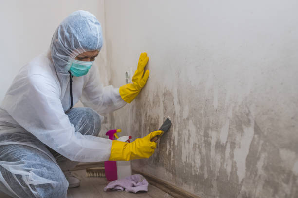 Best Attic Mold Remediation in Creola, AL