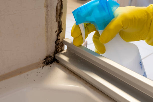 Best DIY Mold Remediation Support Services in Creola, AL