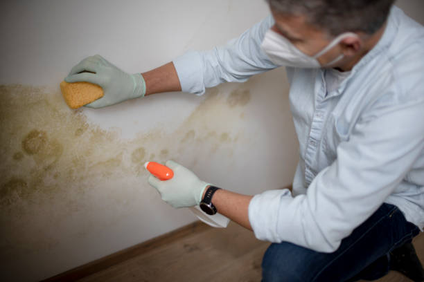 Best Black Mold Remediation in Creola, AL
