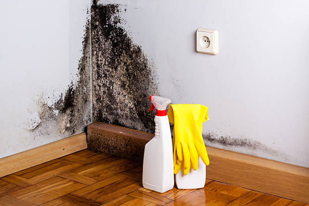 Best Crawl Space Mold Remediation in Creola, AL
