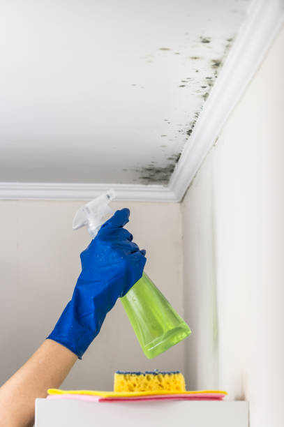 Best Localized Mold Remediation (e.g., coastal areas, humid climates) in Creola, AL